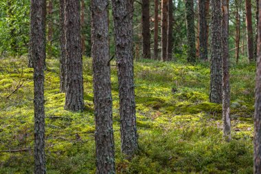 Yazın güneşli bir orman Ağaç gövdeleri ve güneş ışınları arka planda bulanık