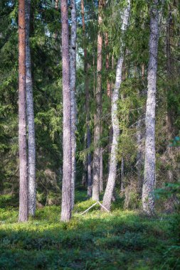 Yazın güneşli bir orman Ağaç gövdeleri ve güneş ışınları arka planda bulanık