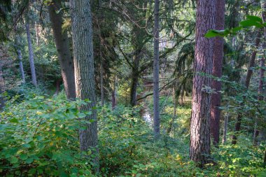 Yazın güneşli bir orman Ağaç gövdeleri ve güneş ışınları arka planda bulanık
