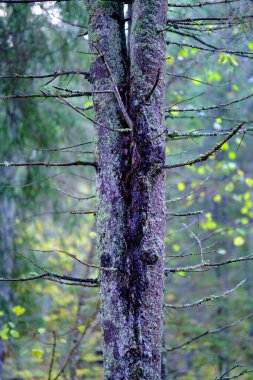 Yazın güneşli bir orman Ağaç gövdeleri ve güneş ışınları arka planda bulanık