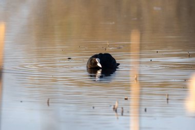 Kuşlar suda yüzer yiyecek toplar ve balık tutarlar.