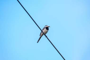 Bir telde ya da çatıda oturan mavi gökyüzü arka planlı bir kuş
