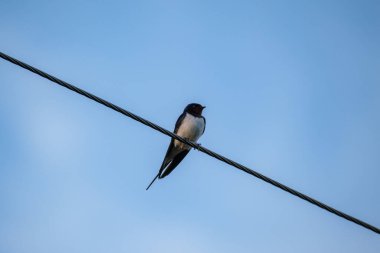 Bir telde ya da çatıda oturan mavi gökyüzü arka planlı bir kuş