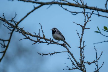 Bir telde ya da çatıda oturan mavi gökyüzü arka planlı bir kuş
