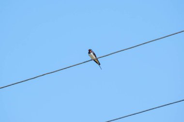 Bir telde ya da çatıda oturan mavi gökyüzü arka planlı bir kuş