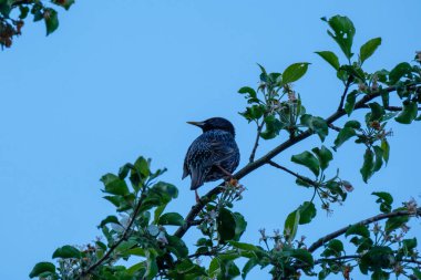 Bir telde ya da çatıda oturan mavi gökyüzü arka planlı bir kuş