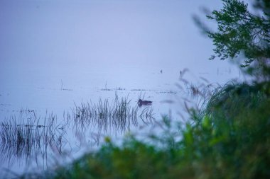 Kuşlar suda yüzer yiyecek toplar ve balık tutarlar.