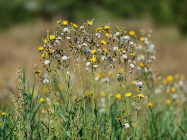 Yazın çiçek açan ve arka planda bulanıklık olan doğal çayır.
