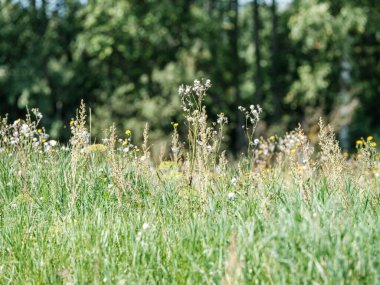 Yazın çiçek açan ve arka planda bulanıklık olan doğal çayır.
