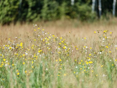 Yazın çiçek açan ve arka planda bulanıklık olan doğal çayır.