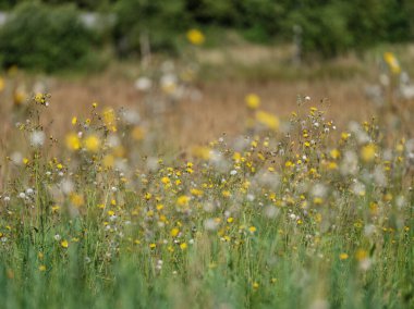 Yazın çiçek açan ve arka planda bulanıklık olan doğal çayır.