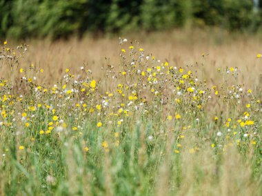 Yazın çiçek açan ve arka planda bulanıklık olan doğal çayır.