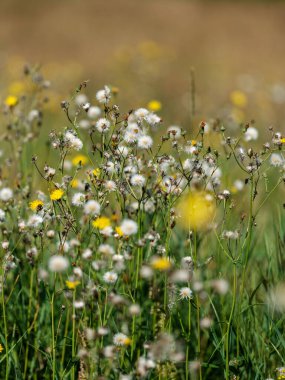 Yazın çiçek açan ve arka planda bulanıklık olan doğal çayır.