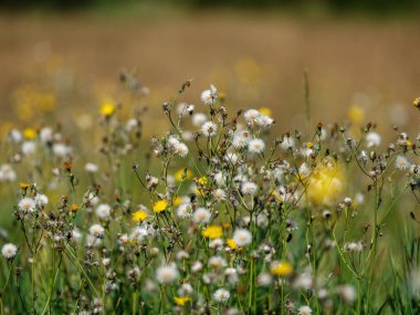 Yazın çiçek açan ve arka planda bulanıklık olan doğal çayır.
