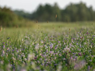 Yazın çiçek açan ve arka planda bulanıklık olan doğal çayır.