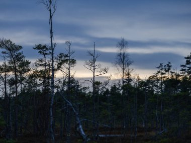 Bataklık manzarası üzerinde, ağaç siluetleri ve fırtına bulutlarıyla karanlık gün batımı.