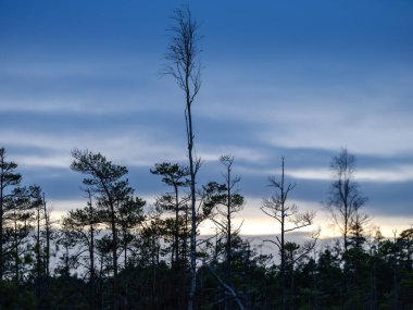 Bataklık manzarası üzerinde, ağaç siluetleri ve fırtına bulutlarıyla karanlık gün batımı.