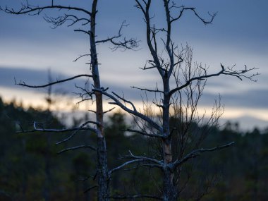 Bataklık manzarası üzerinde, ağaç siluetleri ve fırtına bulutlarıyla karanlık gün batımı.