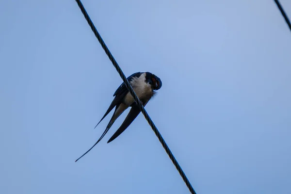 Uccello Seduto Filo Sul Tetto Con Sfondo Cielo Blu — Foto Stock