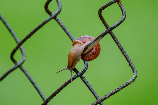 배경으로 나무를 달팽이 — 스톡 사진