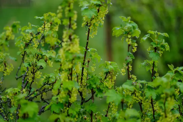 緑の夏の葉の詳細 葉と植物の背景 — ストック写真