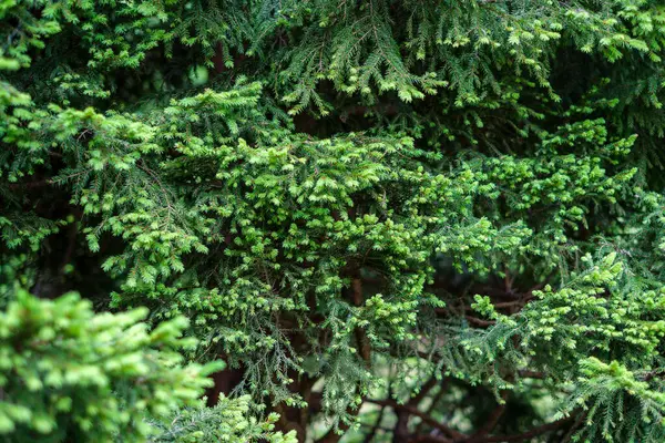 Зеленые Летние Листья Детали Фона Листьями Растениями — стоковое фото