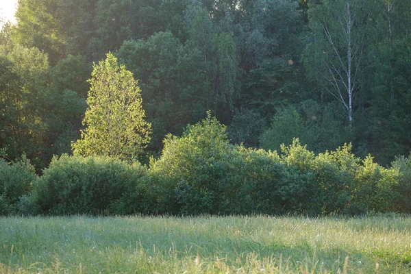 Grün Sommer Laub Details Hintergrund Mit Blättern Und Pflanzen — Stockfoto