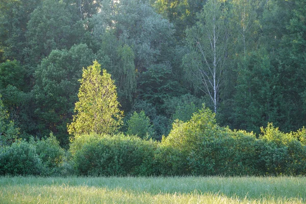 Zielone Lato Szczegóły Liści Tło Liści Roślin — Zdjęcie stockowe