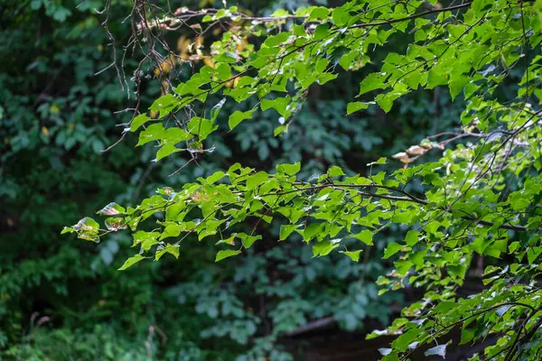 Grön Sommar Lövverk Detaljer Bakgrund Med Blad Och Växter — Stockfoto