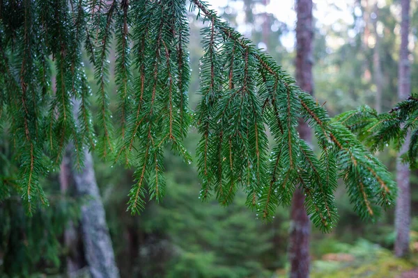 Pădure Însorită Timpul Verii Trunchiuri Copaci Raze Soare Neclar Fundal — Fotografie, imagine de stoc