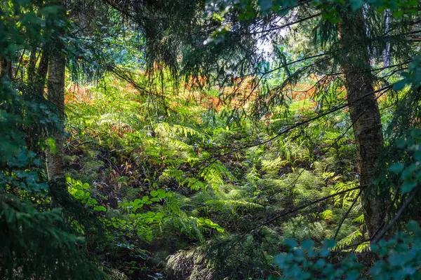 Floresta Ensolarada Verão Com Troncos Árvores Raios Sol Desfocado Fundo — Fotografia de Stock
