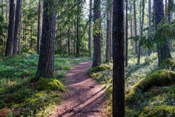 Sonniger Wald Sommer Mit Baumstämmen Und Sonnenstrahlen Verschwimmen Hintergrund — Stockfoto