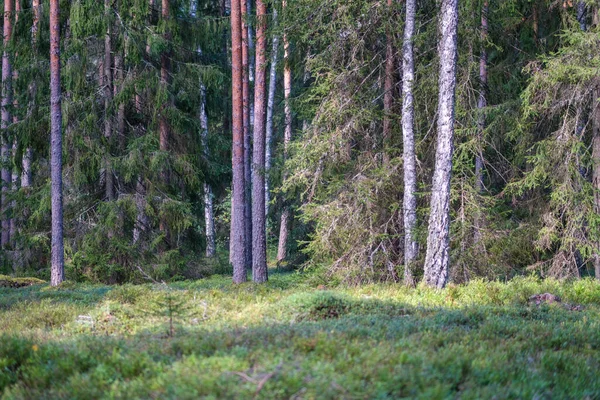 Solig Skog Sommaren Med Trädstammar Och Solstrålar Suddig Bakgrund — Stockfoto