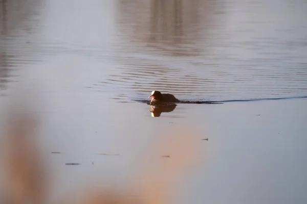 在水里游泳的鸟 采食采鱼 — 图库照片