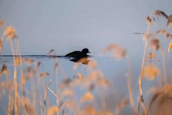 Aves Nadando Agua Recogiendo Comida Pesca — Foto de Stock