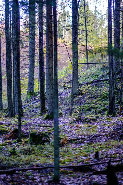 Forêt Ensoleillée Été Avec Troncs Arbres Rayons Soleil Fond Flou — Photo