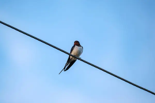 Ptak Siedzący Drucie Lub Dachu Niebieskim Tle Nieba — Zdjęcie stockowe