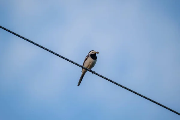 Pássaro Sentado Fio Telhado Com Fundo Azul Céu — Fotografia de Stock