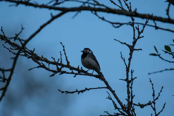 青い空の背景を持つワイヤーか屋上に座っている鳥 — ストック写真