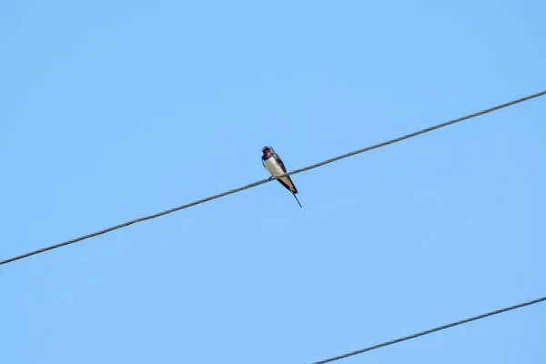 Pájaro Sentado Alambre Azotea Con Fondo Azul Del Cielo — Foto de Stock