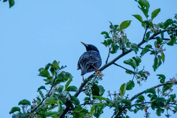 Uccello Seduto Filo Sul Tetto Con Sfondo Cielo Blu — Foto Stock