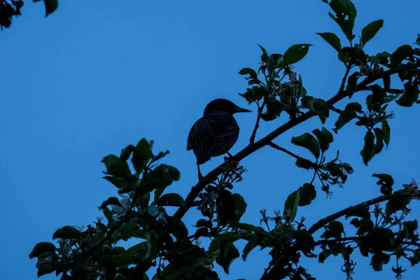 Vogel Sitzt Auf Einem Draht Oder Dach Mit Blauem Himmel — Stockfoto