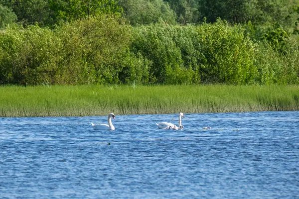 Uccelli Che Nuotano Acqua Raccogliendo Cibo Pesca — Foto Stock