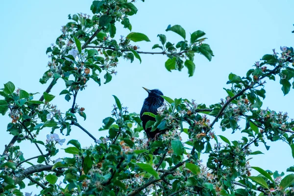 Oiseau Assis Sur Fil Toit Avec Fond Bleu Ciel — Photo