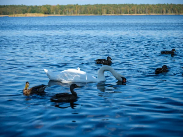Birds Swimming Water Gathering Food Fishing — Stock Photo, Image