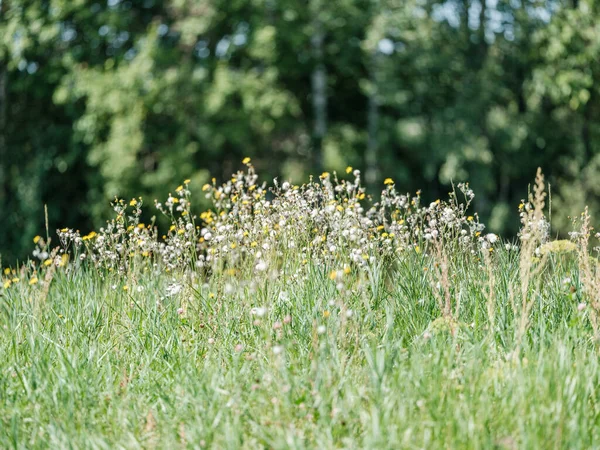 Natuurlijke Weide Zomer Met Bloemen Bloeien Wazig Achtergrond — Stockfoto