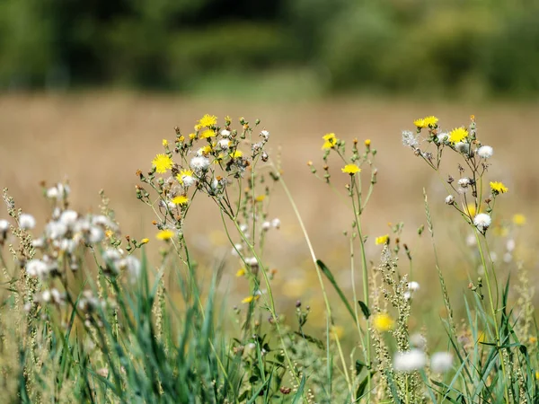 夏の自然な牧草地と花が咲き 背景がぼやけている — ストック写真