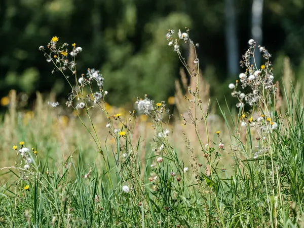 Naturalna Łąka Lecie Kwitnącymi Kwiatami Rozmytym Tłem — Zdjęcie stockowe