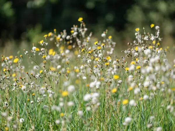 Naturwiese Sommer Mit Blühenden Blumen Und Verschwimmendem Hintergrund — Stockfoto