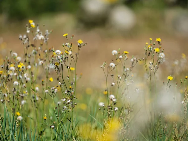 夏の自然な牧草地と花が咲き 背景がぼやけている — ストック写真